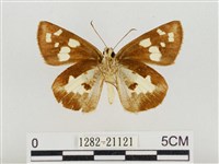 薑弄蝶藏品圖，第2張