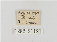 薑弄蝶藏品圖，第3張