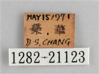 藍紋鋸眼蝶藏品圖，第3張
