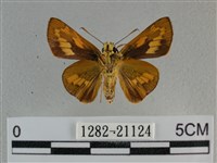 竹橙斑弄蝶藏品圖，第2張