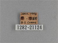 竹橙斑弄蝶藏品圖，第3張