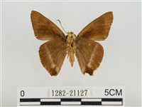 尖翅絨弄蝶藏品圖，第2張