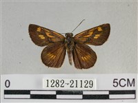 黃星弄蝶藏品圖，第1張