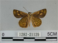 黃星弄蝶藏品圖，第2張