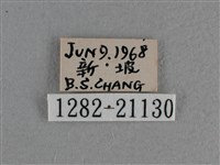 小稻弄蝶藏品圖，第3張