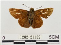 昏列弄蝶藏品圖，第1張