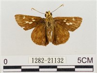 昏列弄蝶藏品圖，第2張