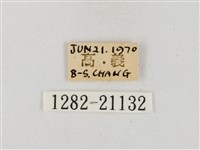 昏列弄蝶藏品圖，第3張