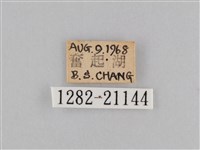 密紋波眼蝶藏品圖，第3張