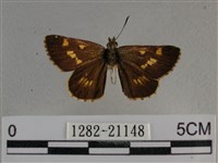 黃星弄蝶藏品圖，第1張