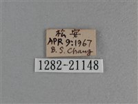 黃星弄蝶藏品圖，第3張