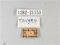 綠弄蝶藏品圖，第3張