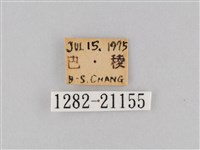大波眼蝶藏品圖，第3張