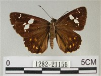 小星弄蝶藏品圖，第1張