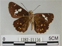 小星弄蝶藏品圖，第2張