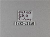 小星弄蝶藏品圖，第3張