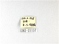 無紋黯弄蝶藏品圖，第3張