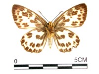 白弄蝶藏品圖，第2張