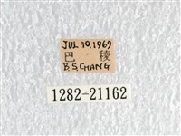 白弄蝶藏品圖，第3張