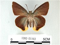 綠弄蝶藏品圖，第1張