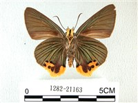 綠弄蝶藏品圖，第2張