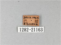 綠弄蝶藏品圖，第3張