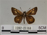 黃星弄蝶藏品圖，第1張