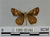 黃星弄蝶藏品圖，第2張