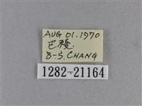 黃星弄蝶藏品圖，第3張