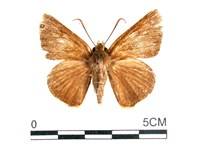 橙翅傘弄蝶藏品圖，第1張