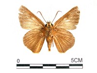 橙翅傘弄蝶藏品圖，第2張