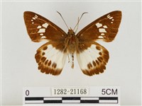 臺灣颯弄蝶藏品圖，第1張