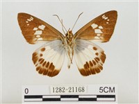 臺灣颯弄蝶藏品圖，第2張