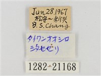 臺灣颯弄蝶藏品圖，第3張