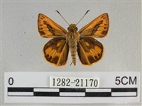 竹橙斑弄蝶藏品圖，第1張