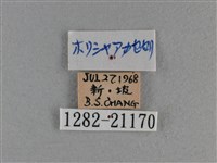 竹橙斑弄蝶藏品圖，第3張