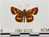 淡黃斑弄蝶藏品圖，第1張