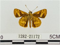 淡黃斑弄蝶藏品圖，第2張