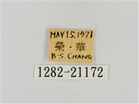 淡黃斑弄蝶藏品圖，第3張