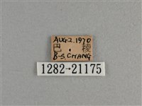 臺灣斑眼蝶藏品圖，第3張