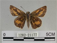 竹橙斑弄蝶藏品圖，第1張