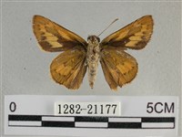 竹橙斑弄蝶藏品圖，第2張