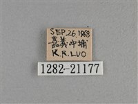 竹橙斑弄蝶藏品圖，第3張