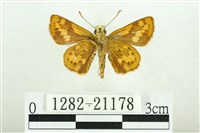 黃斑弄蝶藏品圖，第2張