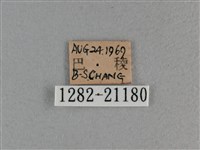 玉帶弄蝶藏品圖，第3張