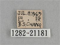 臺灣赭弄蝶藏品圖，第3張