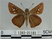 尖翅褐弄蝶藏品圖，第1張