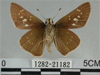 尖翅褐弄蝶藏品圖，第2張