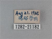 尖翅褐弄蝶藏品圖，第3張