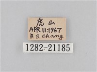 大波眼蝶藏品圖，第3張